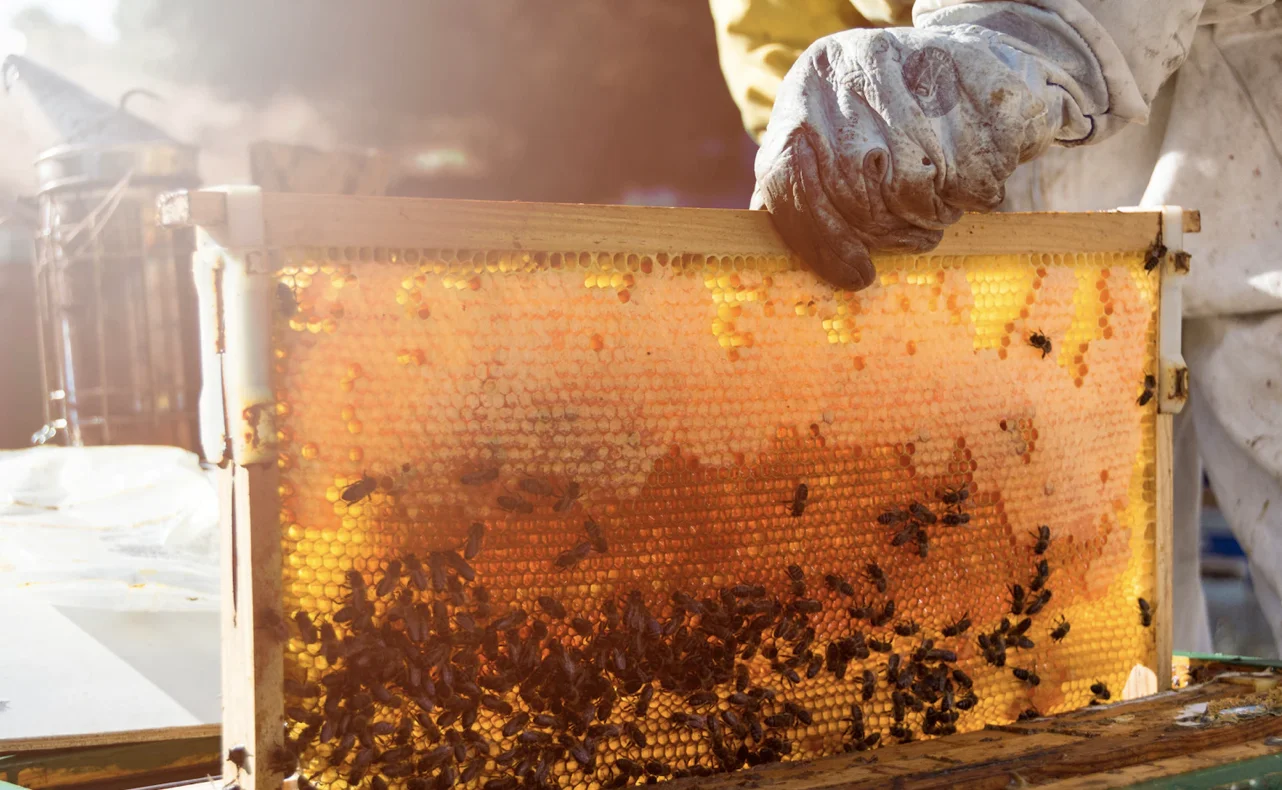 El Museo de la Miel de Alcover: una apasionante experiencia apícola
